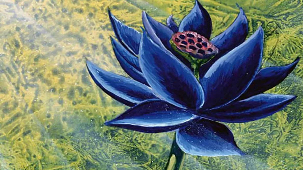 Lotus